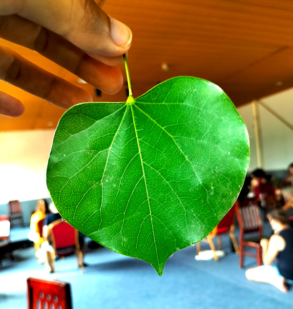 experiment leaf